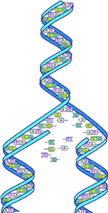 DNA (autosomalt) för nybörjare - både FamilyTreeDNA och MyHeritage!