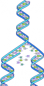 DNA för nybörjare - både FamilyTreeDNA och MyHeritage! Det finns platser kvar